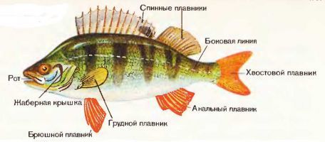 Рыба окунь