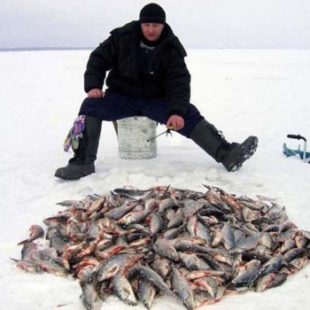 Лучшие наживки для зимней рыбалки